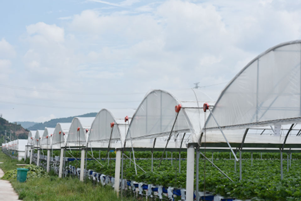 夏季草莓种植